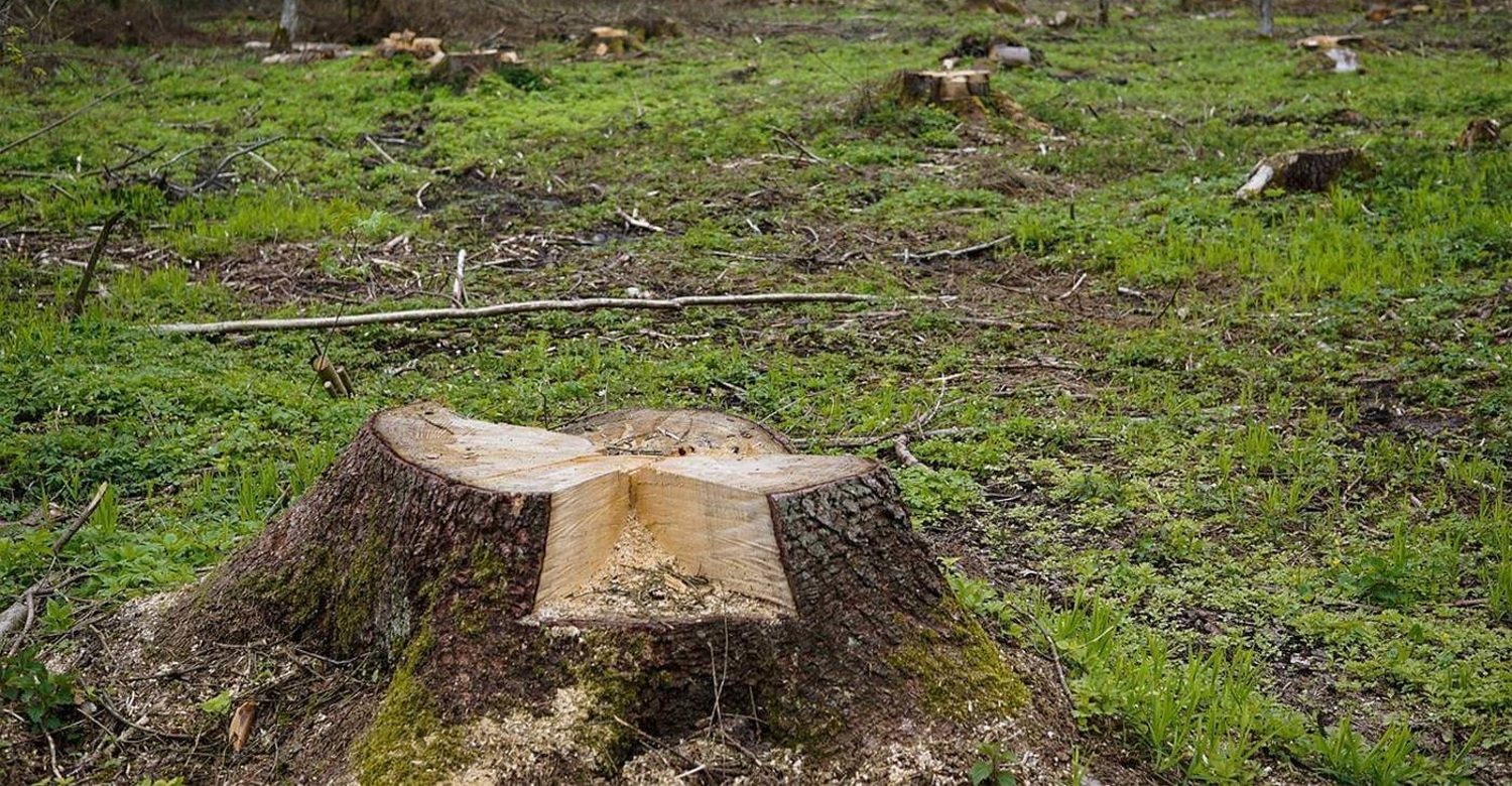 Животные горят заживо: Пожарные показали последствия сжигания сухой травы