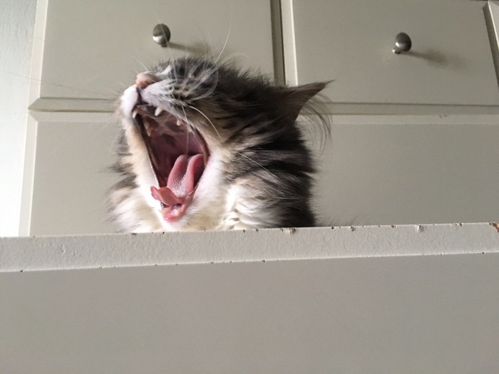 Cotzilla - cat, Yawn, My