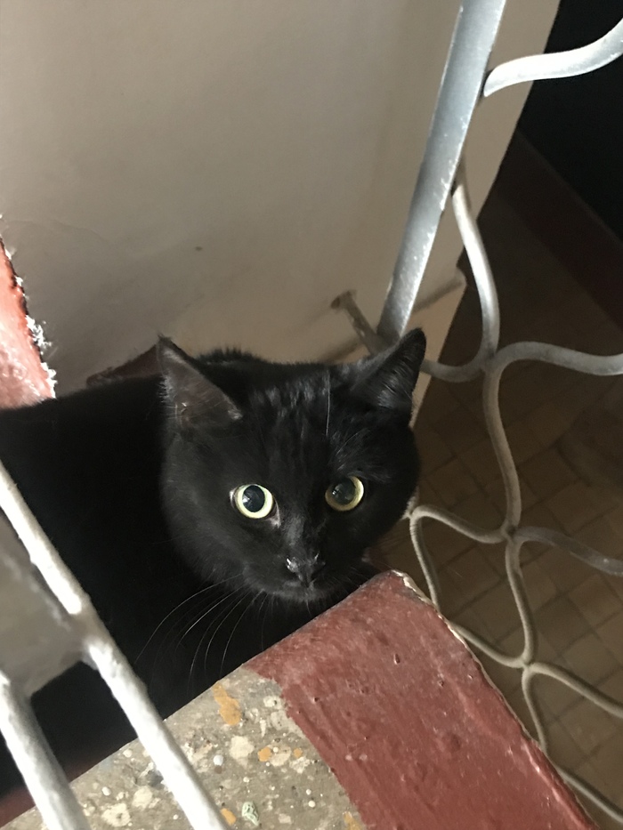 Help find a cat! m.Sokol - My, cat, Lost cat, Falcon, The airport, Text, No rating, Help me find, Black cat, Moscow