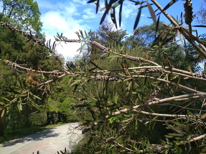 What is this plant? - My, Plants, Tree