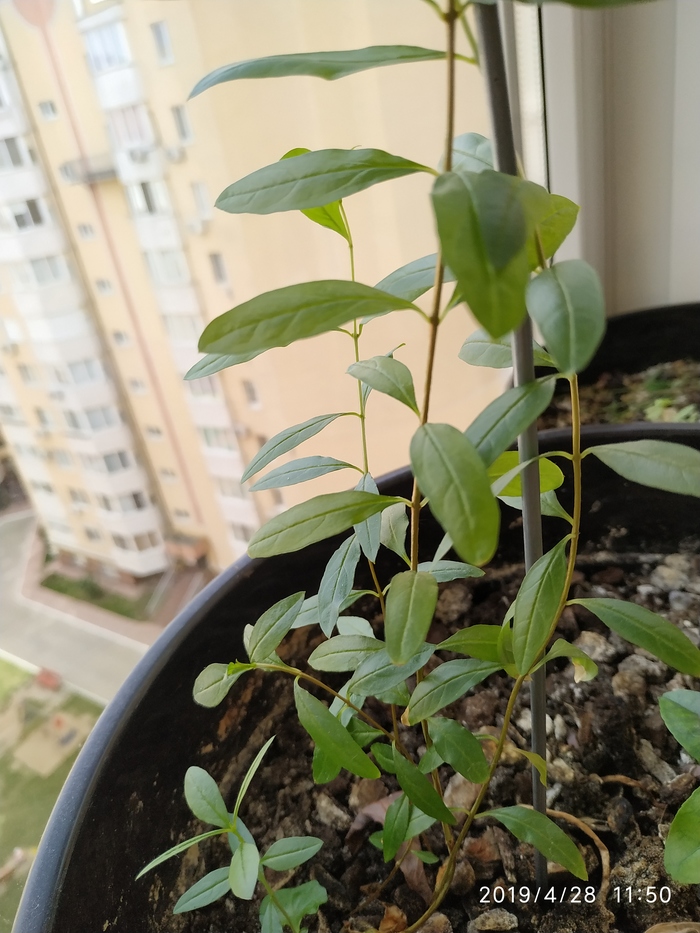 Help me identify this plant. - My, , planted, Houseplants, Longpost