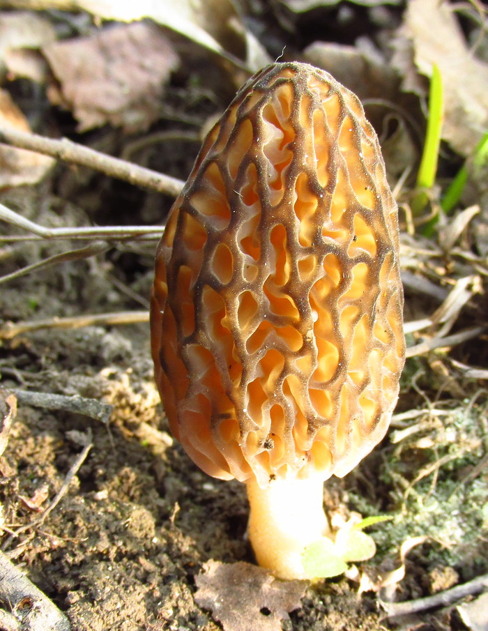 Morel time - My, Mushrooms, Morels, Подмосковье, Start