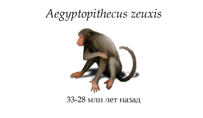 Антропология: Aegyptopithecus zeuxis. Станислав Дробышевский (Стенограмма) - Моё, Антропология, Палеонтология, Египтопитек, Станислав Дробышевский, Noosphere Studio, Видео, Длиннопост