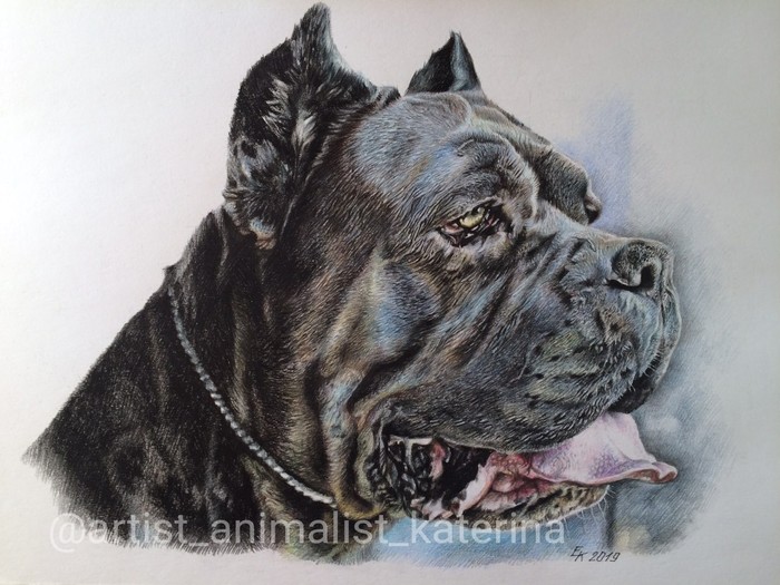 Good evening, dear members of the group! An excellent representative of the Cane Corso breed Gray Lala Iz Constellation Adomas. Memorial portrait. - My, Cane Corso, Portrait, Colour pencils, animal portraits, Dog, Pencil drawing, Drawing