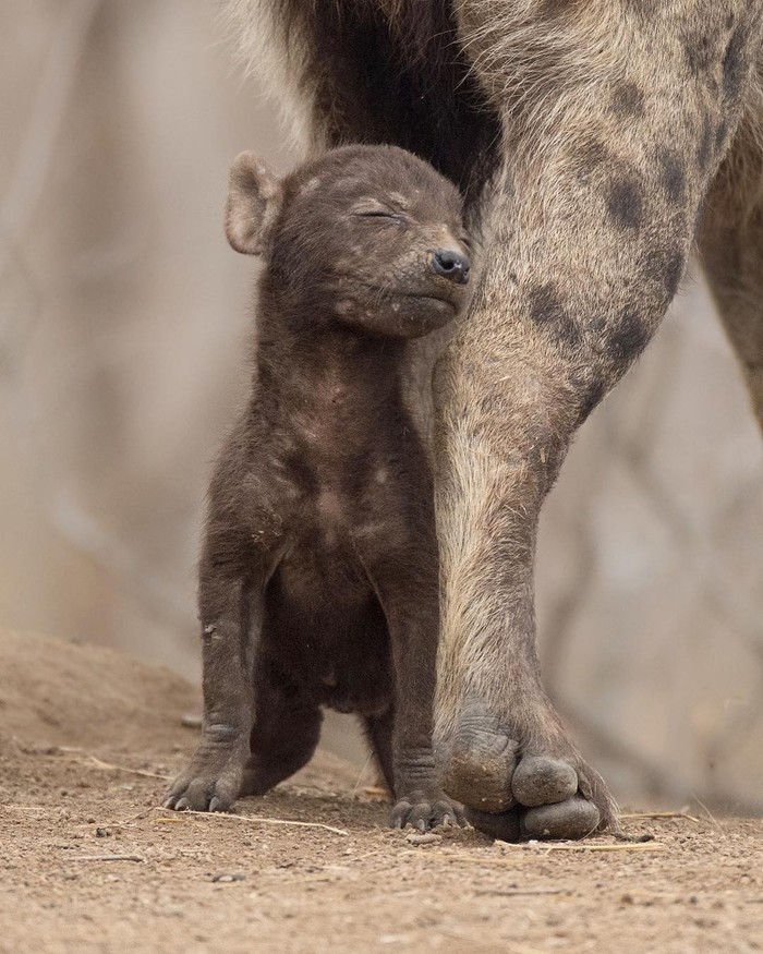 Tenderness - The photo, Animals, Hyena, Young, Milota
