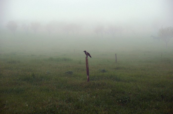 Fog - My, The photo, Nature, Landscape, Fog, Crow