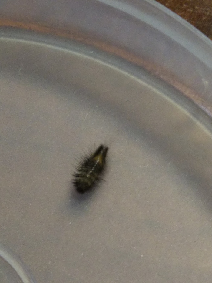 Help identifying an insect - My, Insects, Help, Longpost