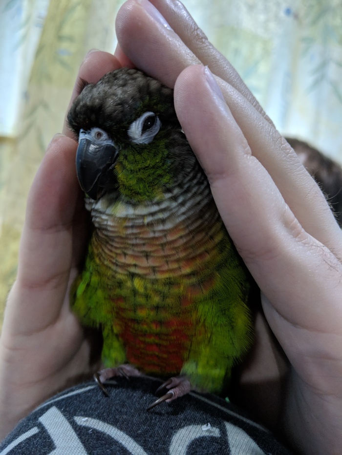 Parrot tries to sleep in a manual house - My, A parrot, Pyrrura, Milota, Longpost