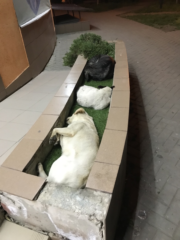 ������ � ��������