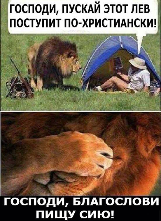 lion christian - a lion, The lion king, , The photo, Humor