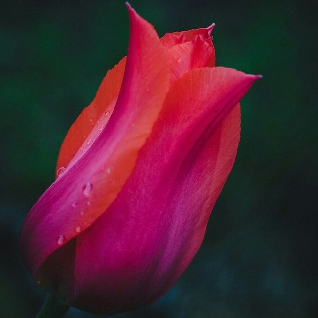 Tulips - My, Nikon, Tulips, Helios, Helios-81n