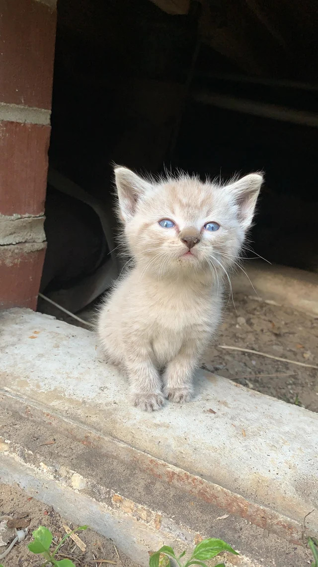 All night long, under the house in the basement, this little one was crying, this morning she moved to the floor above. Helps build a house. - Reddit, The photo, cat, Pets