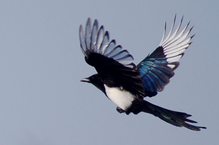 We draw ideas from nature. I give the magpie to skillful hands and creative brains - My, Naming, Public, Community, Cafe