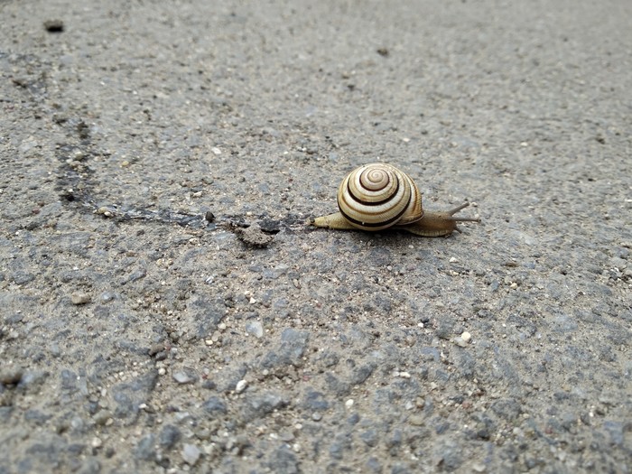 Just a snail going about its business - Snail, My, Nature, Road