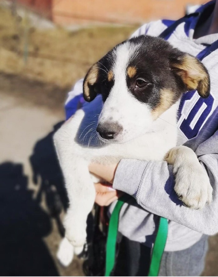 The dog and its future owner - My, Animal shelter, Shelter Rzhevka, Saint Petersburg, Longpost, Volunteering, Video, Dog, No rating