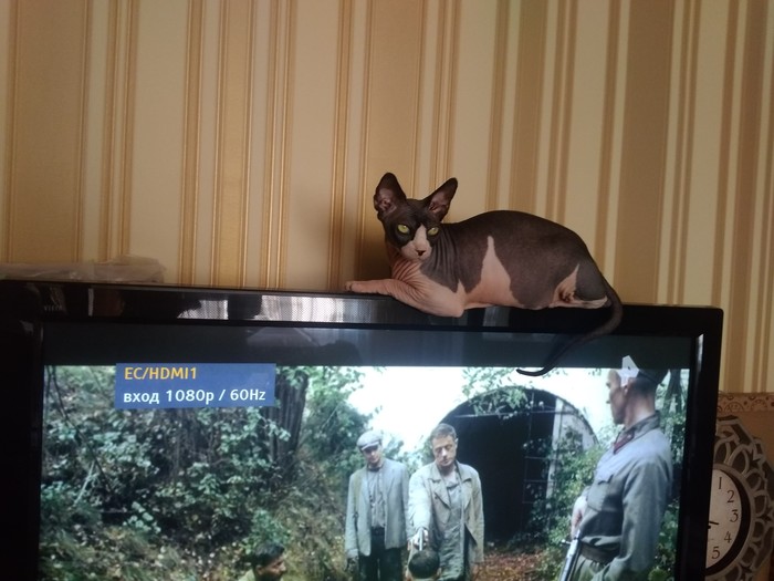 Turned off the central heating - My, Canadian sphinx, Heating, cat