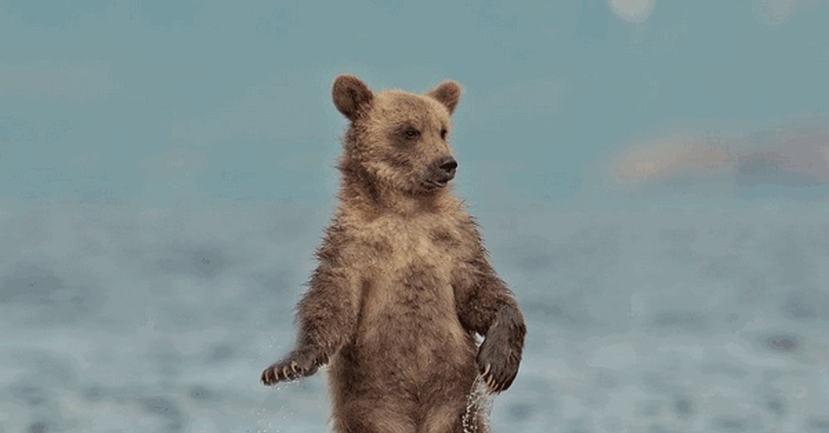 Танцуй пока живой. Медведь танцует. Танцующий мишка. Медвежонок танцует. Мишка танцует.