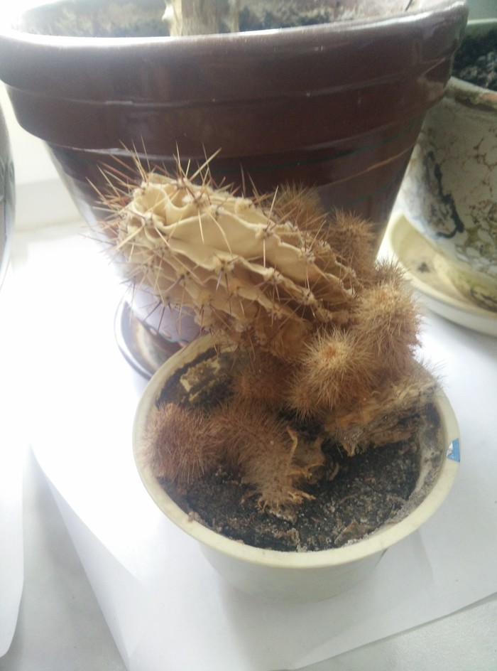 All cactus? - My, Cactus, , Longpost, Withered