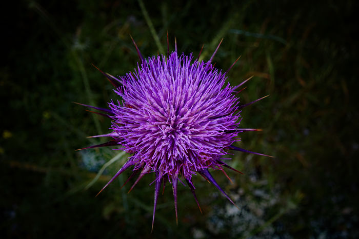 prickly beauty - My, wildlife, The photo, Flowers, Color, Thorn