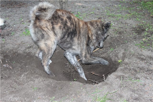 Как отучить собаку копать ямы во дворе: Несколько простых решений Дрессировка собак, Собаки и люди, Собака, Дрессировка, Видео, Длиннопост