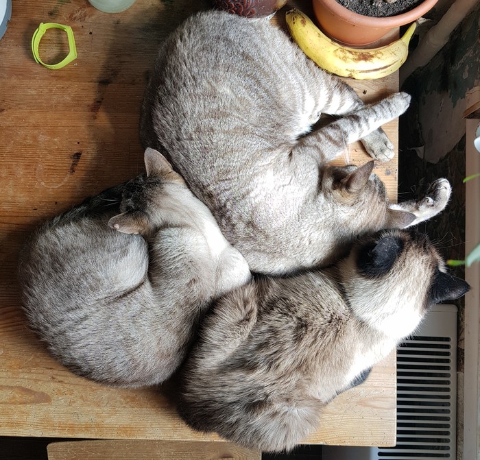    ,  , ,  , 