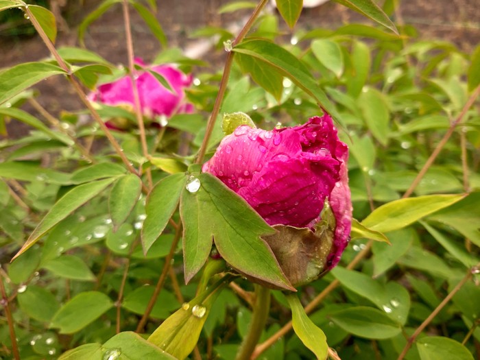 tree peony - Flowers, Longpost, Peonies, Bloom, Spring, My