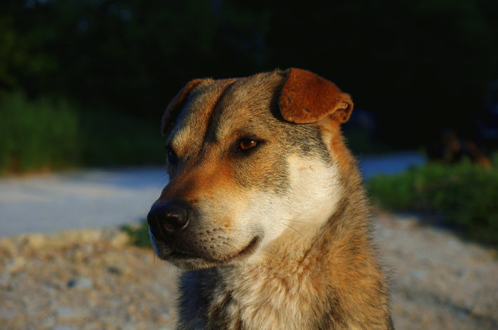 electric dog - My, The photo, Nature, Animals, Dog