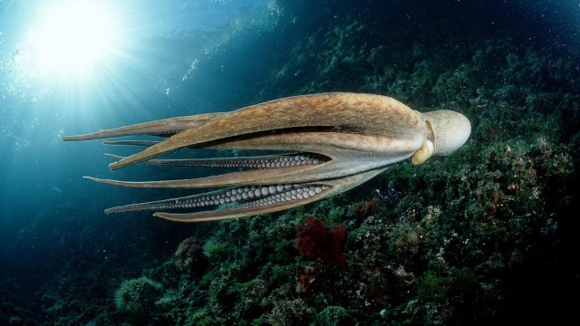 Фото кальмара и осьминога