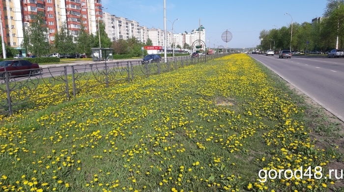 Dandelions or how to spend 12 lyams. - My, Lipetsk, Nature