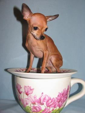 Yes, I screwed up... - My, Dog, Story, Text, Humor, Russian Toy Terrier, Meeting