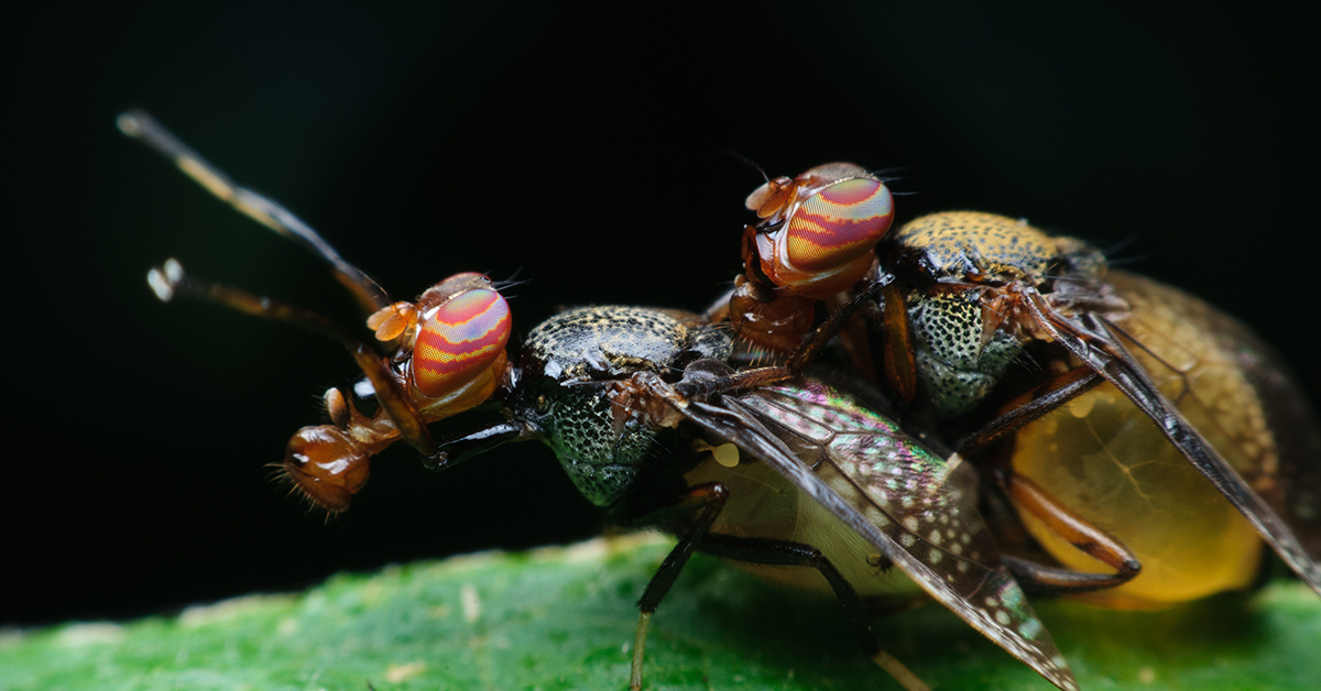 Мухи спариваются. Спаривание дрозофил. Жуки спариваются. Самка мухи спаривается