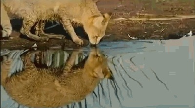 Кот на рыбалке Кот, Котомафия, Милота, Рыбалка, Гифка, Длиннопост