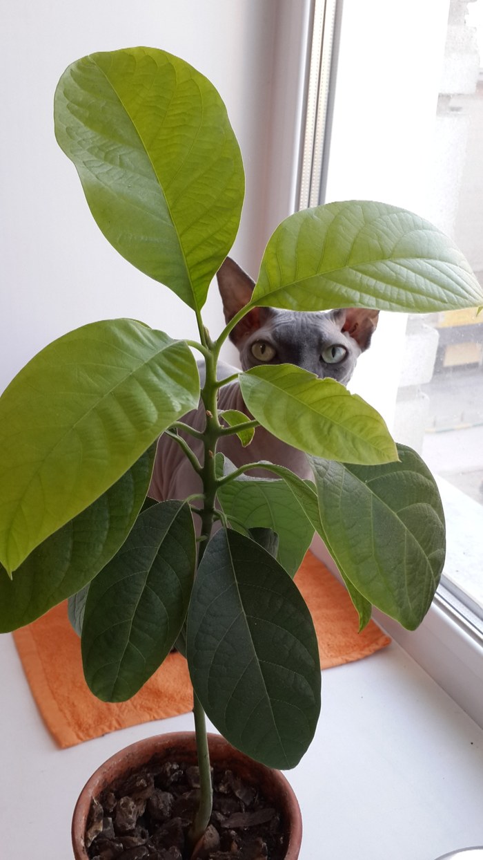 cat and avocado - My, cat, Avocado, Pets