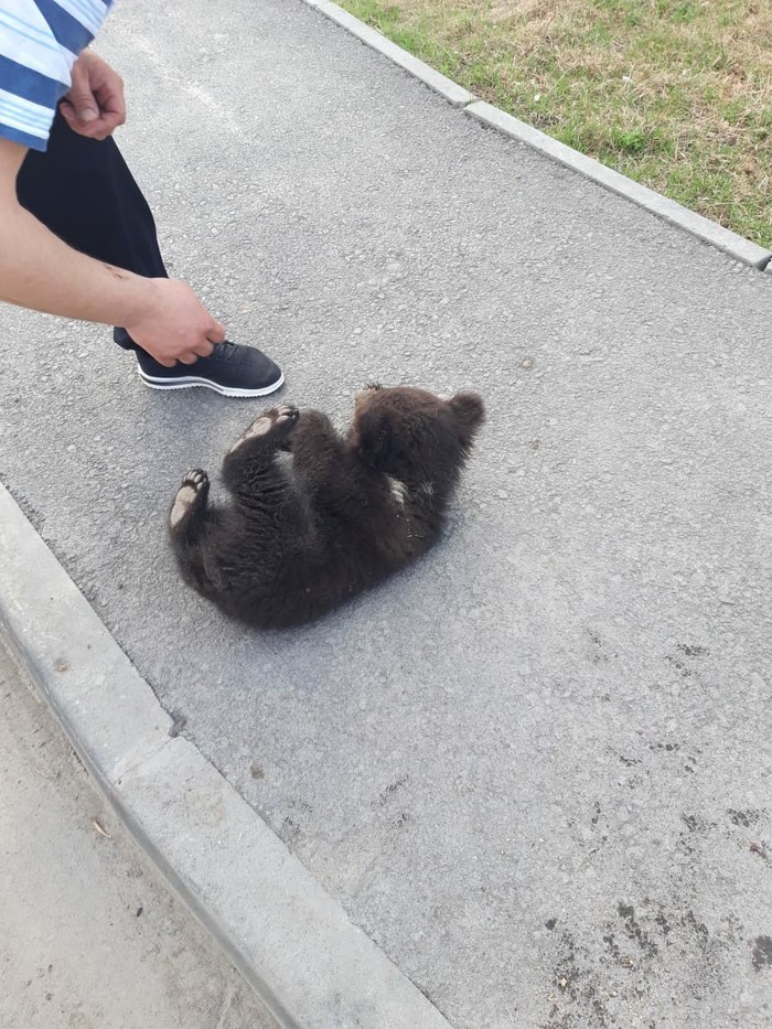 A bear cub was caught in Yekaterinburg - My, Brown bears, Wild animals, Video, Longpost