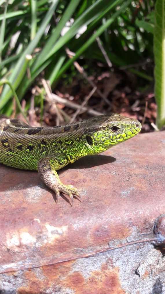 Lizard - My, The photo, Nature