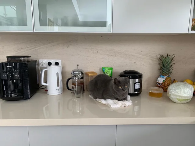 КотоБармен: Вам кофе с тостами или с виски?