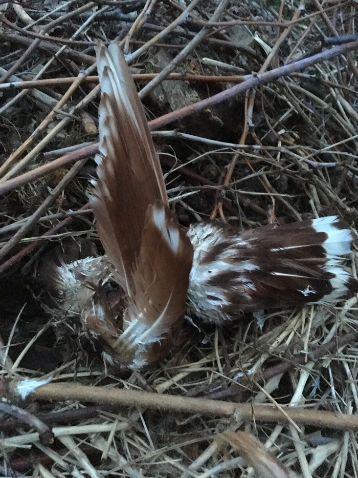 Help identify this bird! - My, Longpost, What kind of bird?, Birds, Help, No rating