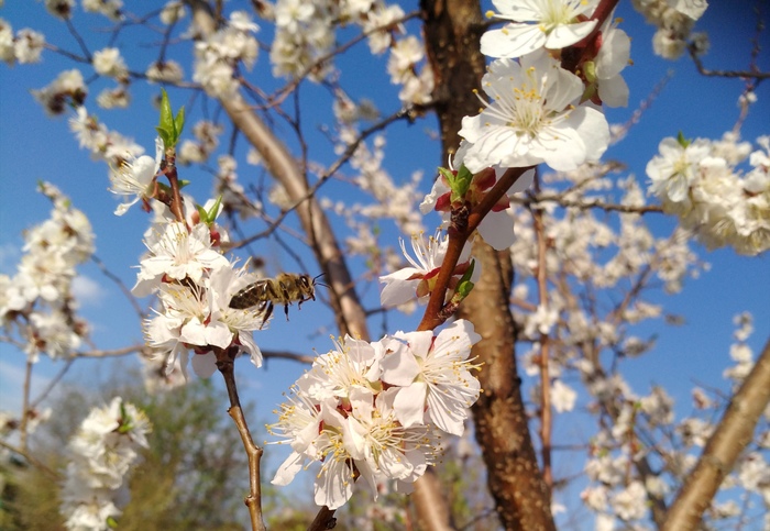 Spring has come to the Urals, the apricot has blossomed. Taken with HUAWEI NOVA - My, Apricot, Bees, Everything will be fine, Beginning photographer