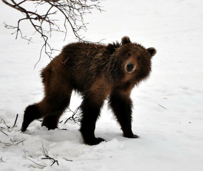 About the post with the bear: before the rocking chair and after... - The Bears, Gym, Defenders of cinema, Defenders (Andreasyan)