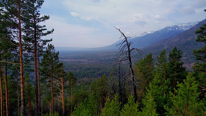 May in the Eastern Sayans - My, Siberia, Spring, Nature, Tree, Landscape