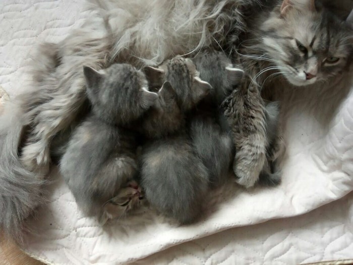 When the morning didn't work. - My, Kittens, Breakfast, cat