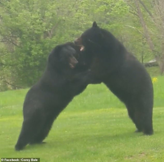 It's just that two bears decided to fight an American in the yard - Bear, Fight, Video, Longpost, The Bears