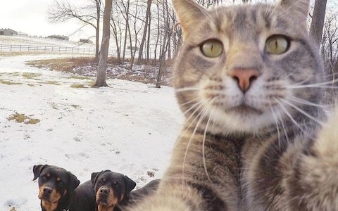 Five reasons to adopt an animal from a shelter - cat, Dog, Animals, Good, Shelter, Help, Video, Longpost, Kindness, Helping animals