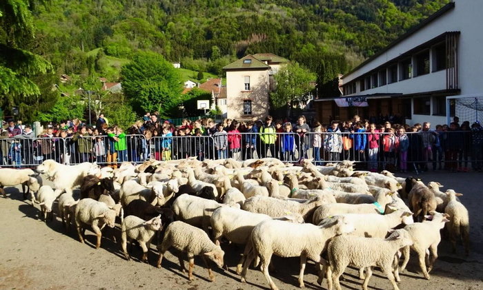 15 rams and ewes enrolled in village school in France - Agronews, news, School, France, Power, Sheeps, Farmer, Longpost