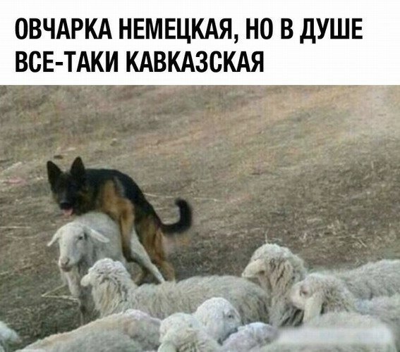 Sheepdog - Sheepdog, Black humor, Dog, Sheeps