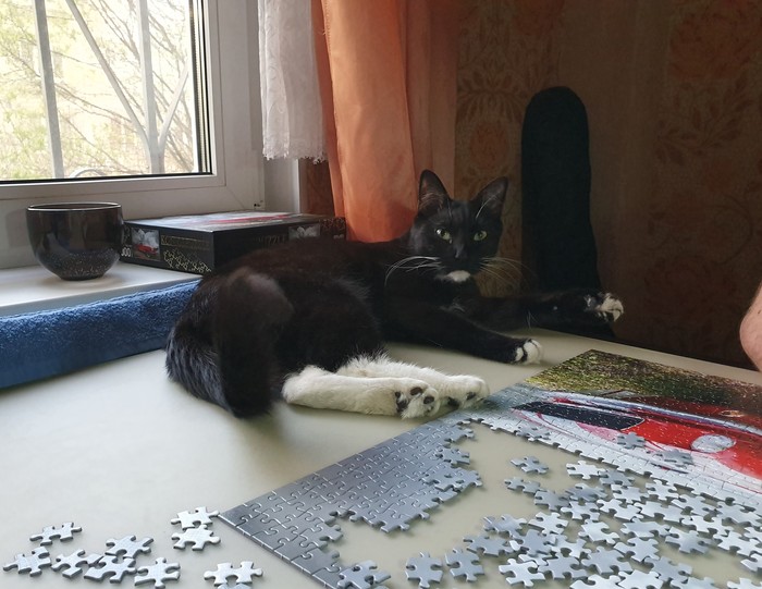 black vermin - My, Puzzle, cat, Longpost, Milota, Pets