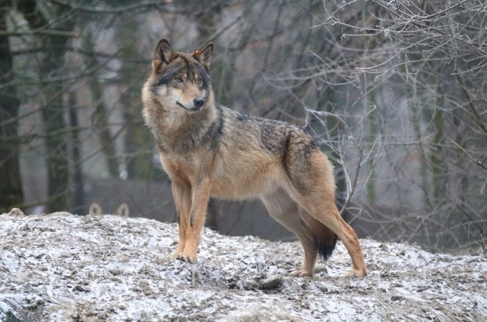 Three wolves of Transbaikalia - Wolf, Longpost, Transbaikalia