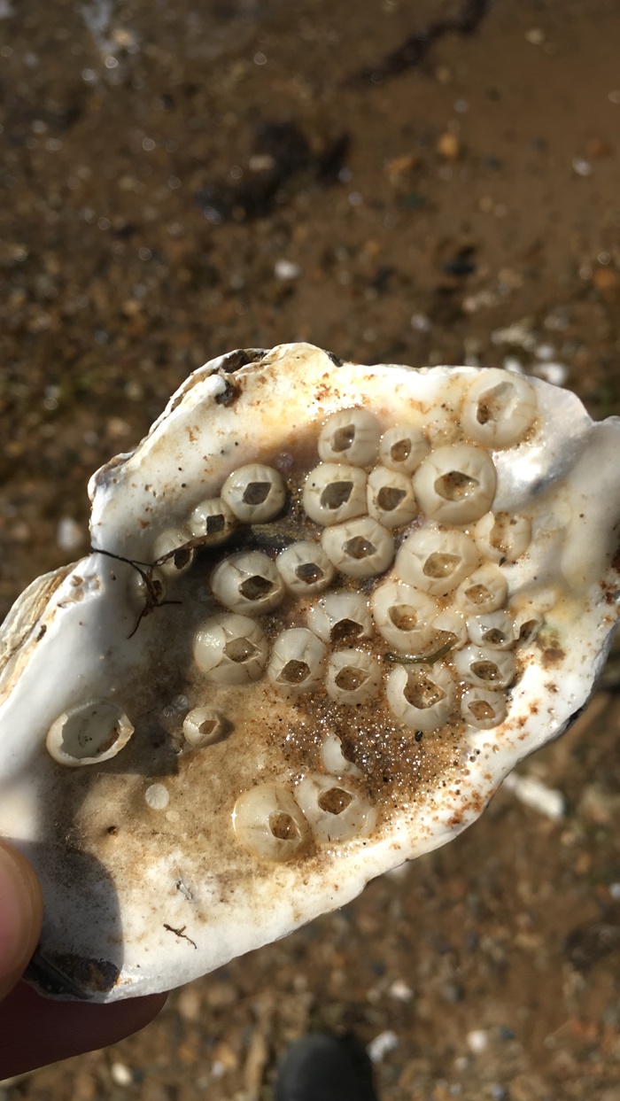 Comrades zoologists, tell me what it is? - My, Oysters, Zoology, Find, Trypophobia