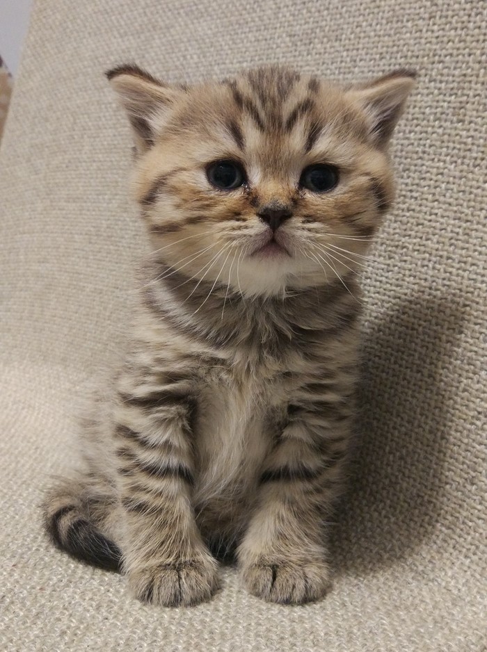 ������ ��� �� �������:)