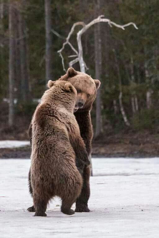 dance lesson - The photo, The Bears, Animals